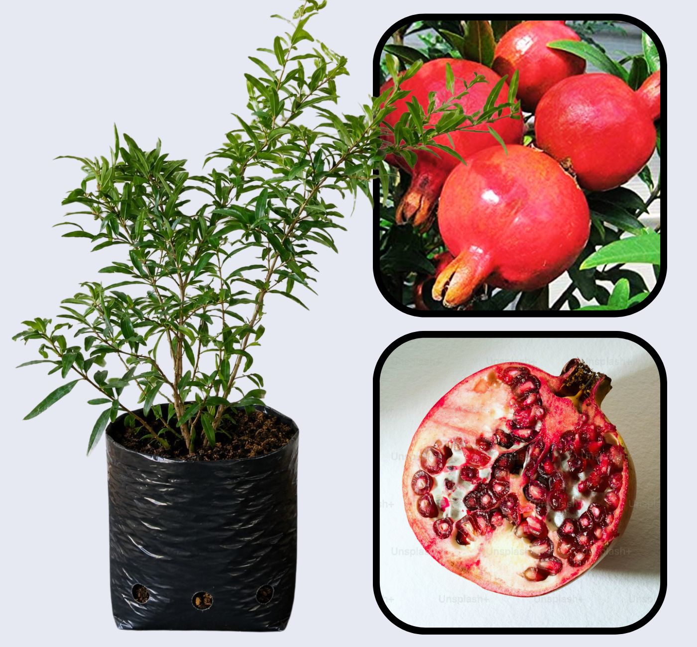 Valenciana Pomegranate Grafted Fruit Plant – High Yielding Sweet Juicy Anar Tree Variety