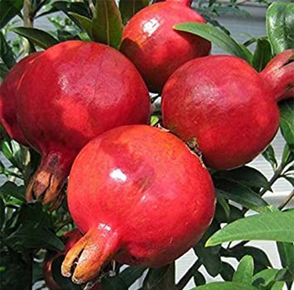 Valenciana Pomegranate Grafted Fruit Plant – High Yielding Sweet Juicy Anar Tree Variety