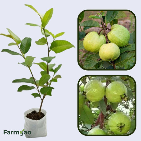 Valinhos Guava Air Layered Healthy Fruit Plant