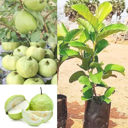 Valinhos Guava Air Layered Healthy Fruit Plant