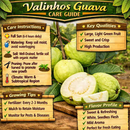 Valinhos Guava Air Layered Healthy Fruit Plant