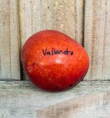 Vallenato Mango Aam Grafted Healthy Fruit Plant