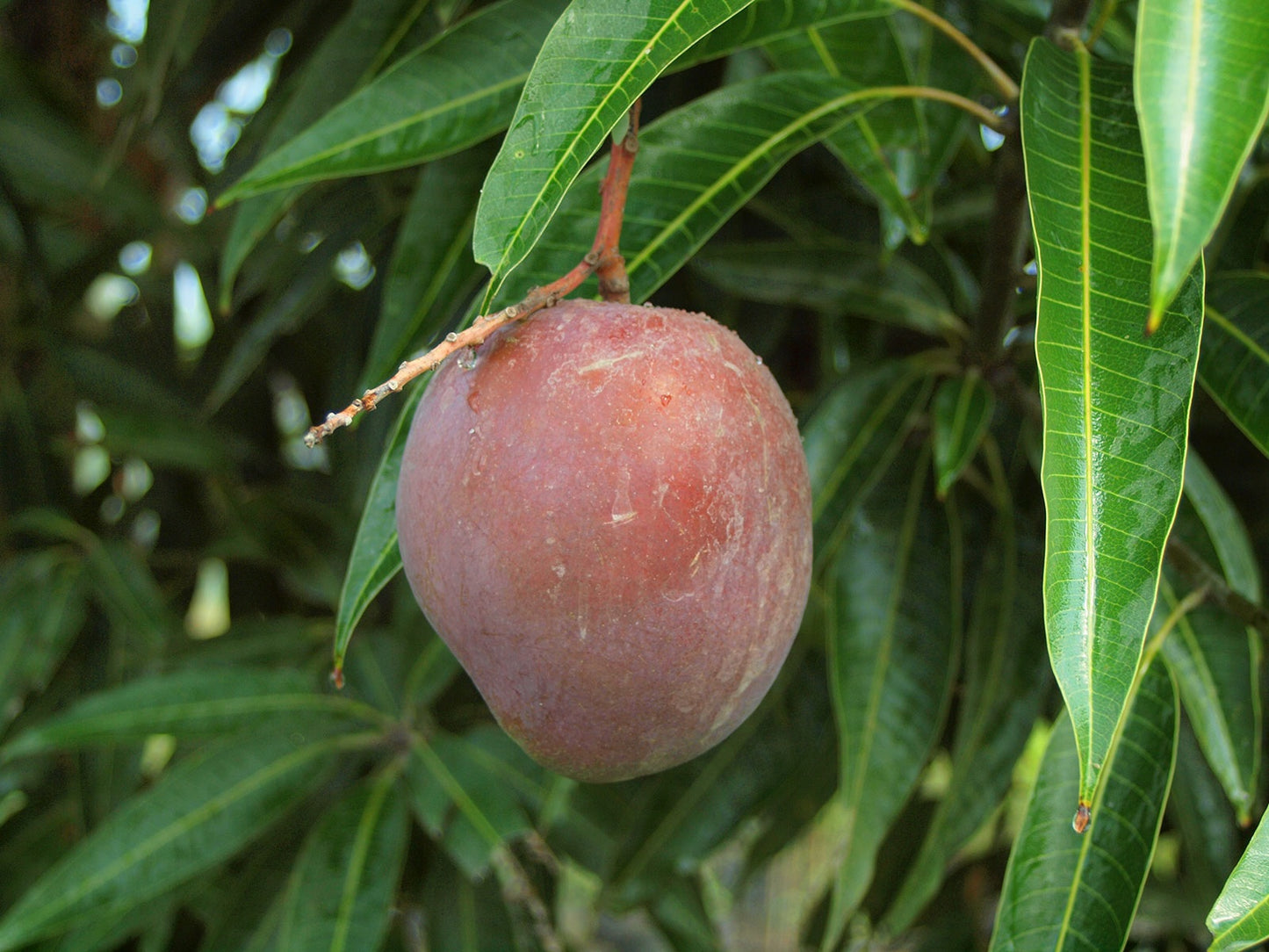 Vallenato Mango Aam Grafted Healthy Fruit Plant