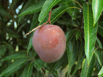 Vallenato Mango Aam Grafted Healthy Fruit Plant