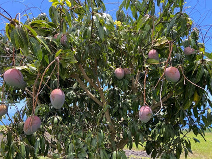 Vallenato Mango Aam Grafted Healthy Fruit Plant