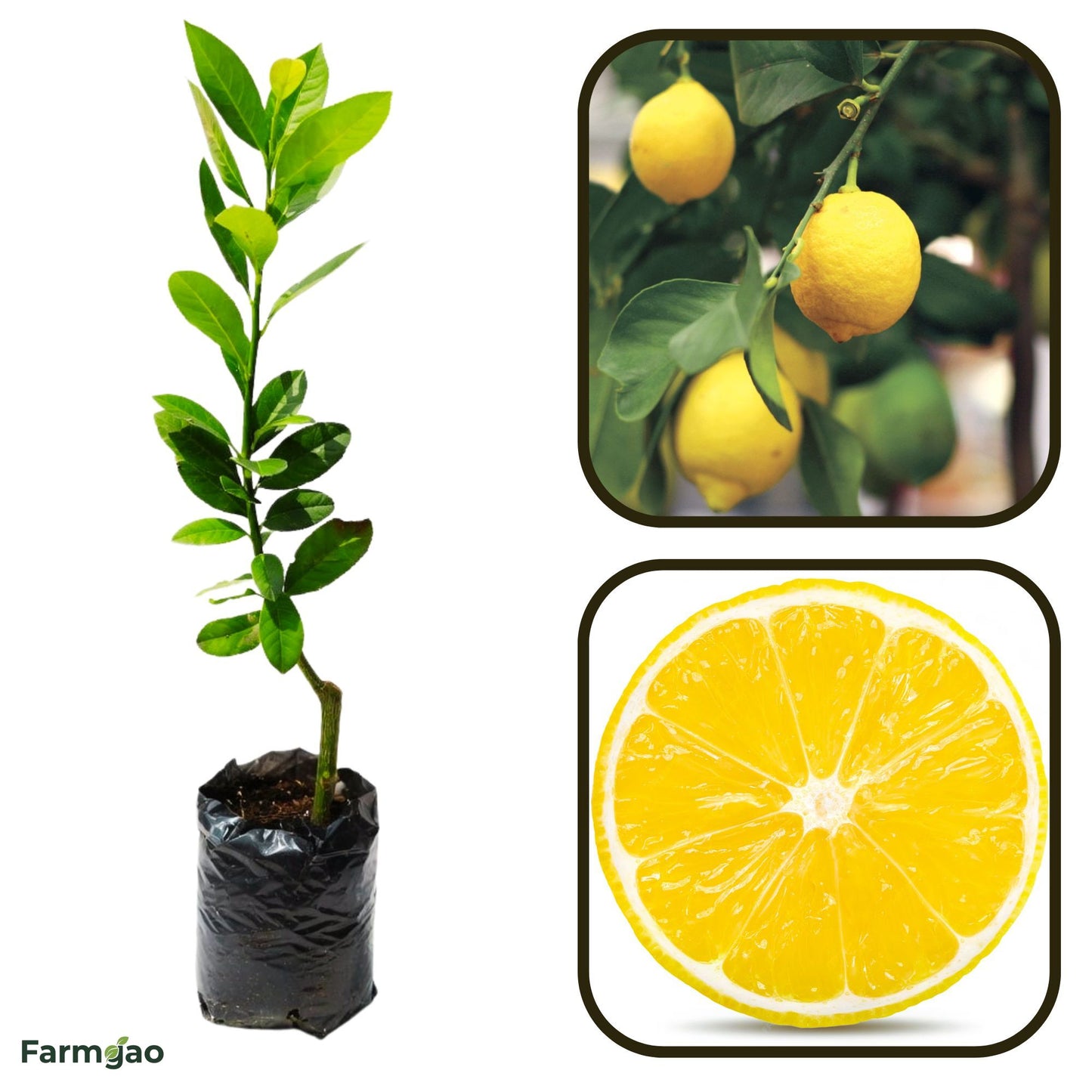 Valley Lemon Plant Live Nimbu Tree Kagzi Lemon Citrus Limon Fruit Plant