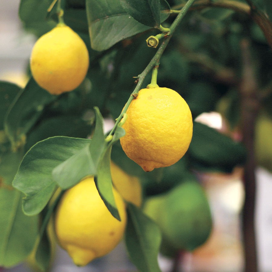 Valley Lemon Plant Live Nimbu Tree Kagzi Lemon Citrus Limon Fruit Plant