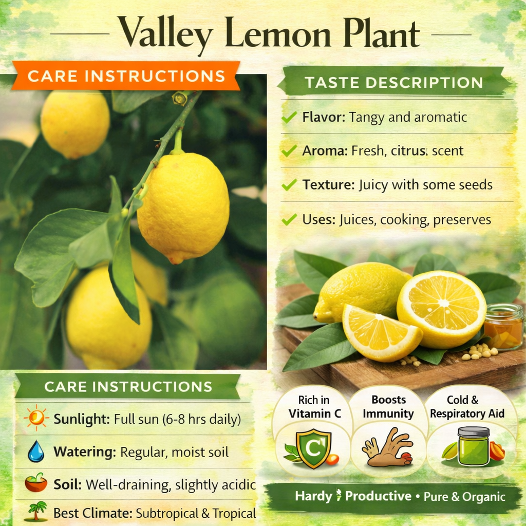 Valley Lemon Plant Live Nimbu Tree Kagzi Lemon Citrus Limon Fruit Plant