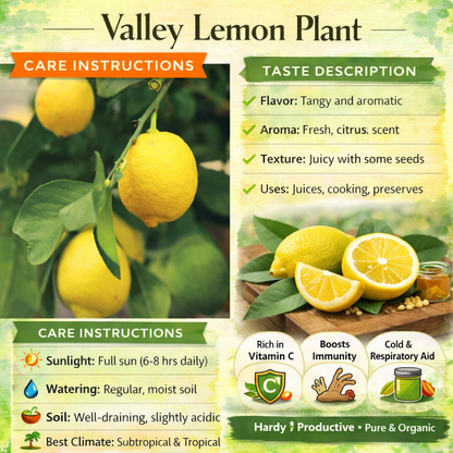 Valley Lemon Plant Live Nimbu Tree Kagzi Lemon Citrus Limon Fruit Plant