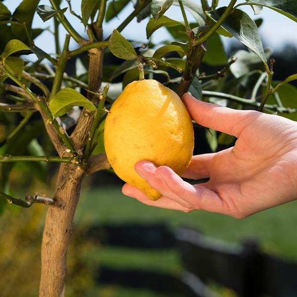 Valley Lemon Plant Live Nimbu Tree Kagzi Lemon Citrus Limon Fruit Plant