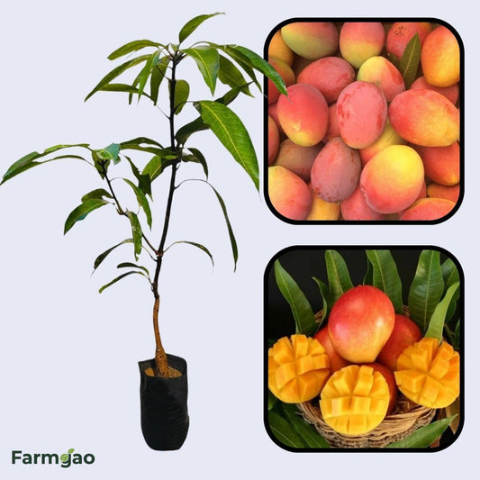 Van Dyke Mango Aam Grafted Healthy Fruit Plant