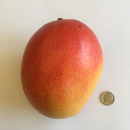 Van Dyke Mango Aam Grafted Healthy Fruit Plant