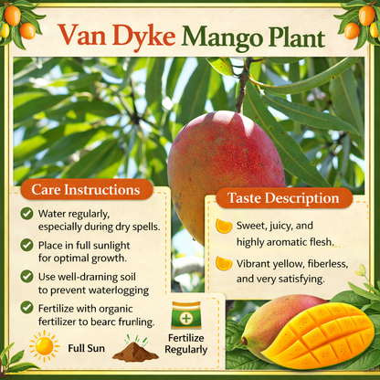Van Dyke Mango Aam Grafted Healthy Fruit Plant