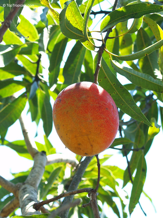 Van Dyke Mango Aam Grafted Healthy Fruit Plant