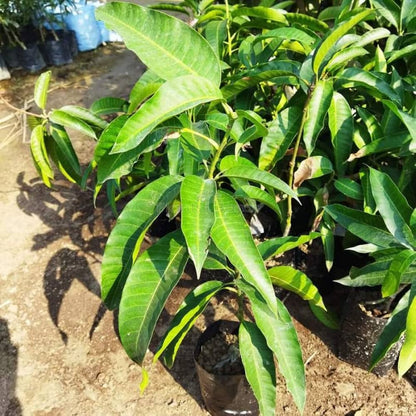 Van Dyke Mango Aam Grafted Healthy Fruit Plant