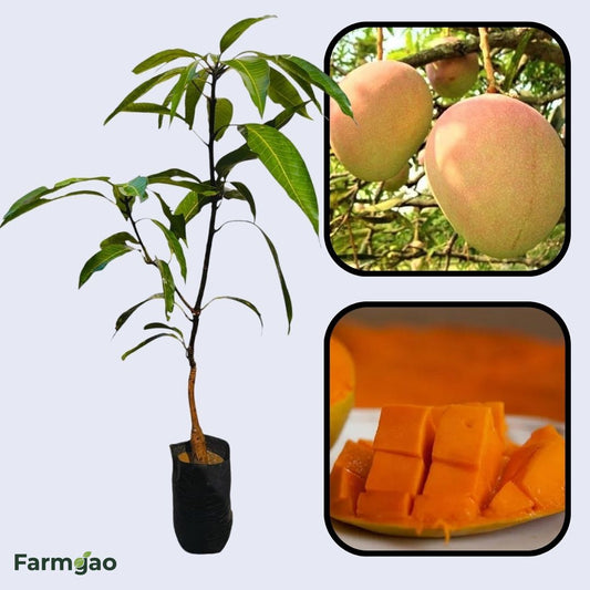 Vanraj Mango Aam Grafted Healthy Fruit Plant