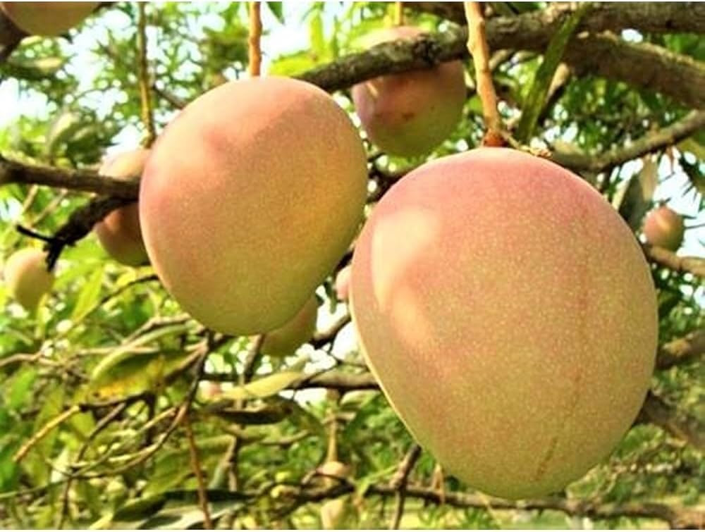 Vanraj Mango Aam Grafted Healthy Fruit Plant