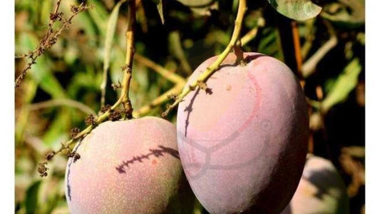 Vanraj Mango Aam Grafted Healthy Fruit Plant
