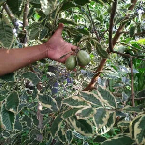 Rare Variegated Guava Hybrid Air Layered Plant