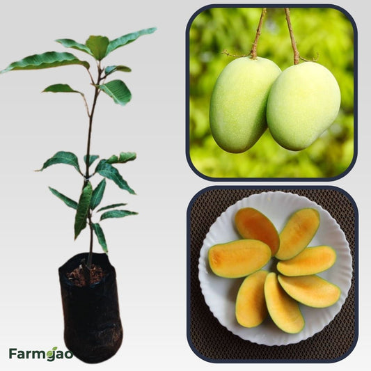 Vellai Kolomban Mango Aam Grafted Healthy Fruit Plant