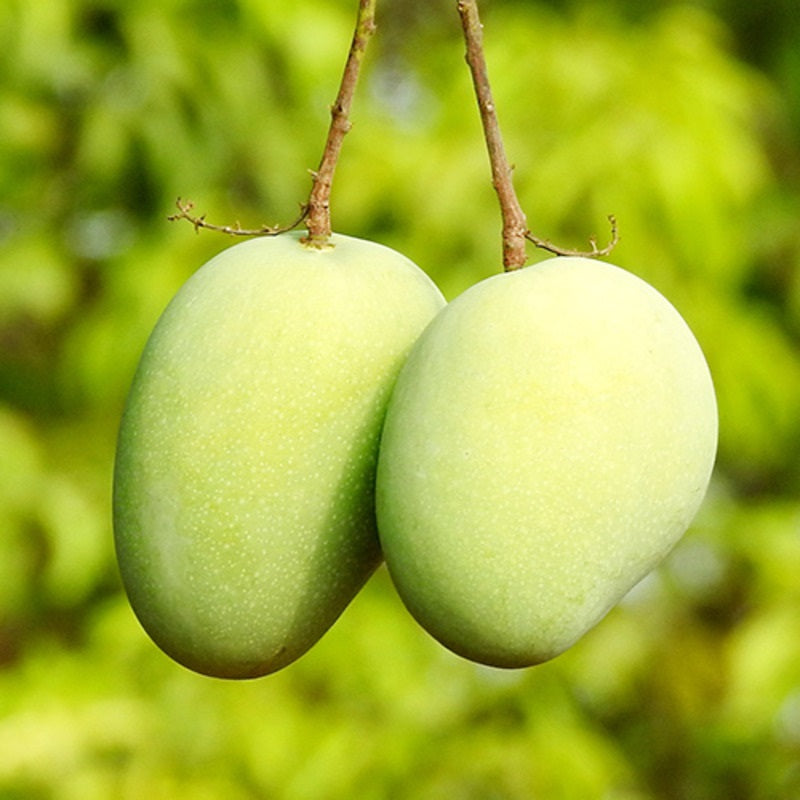 Vellai Kolomban Mango Aam Grafted Healthy Fruit Plant