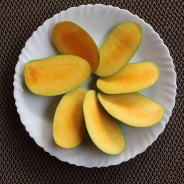 Vellai Kolomban Mango Aam Grafted Healthy Fruit Plant