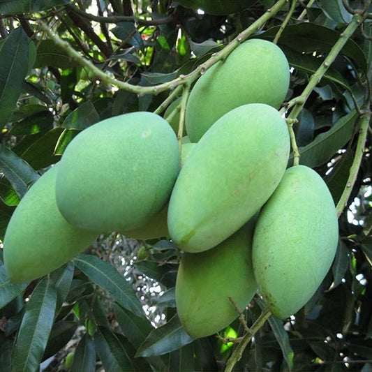 Vellai Kolomban Mango Aam Grafted Healthy Fruit Plant