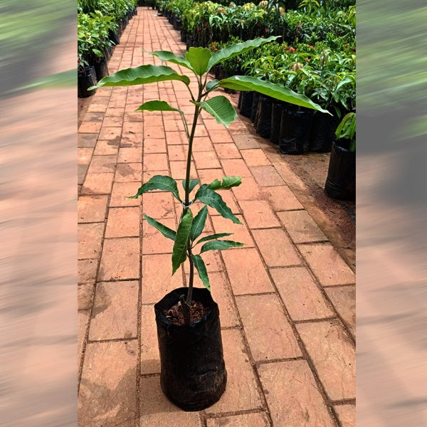 Vellai Kolomban Mango Aam Grafted Healthy Fruit Plant