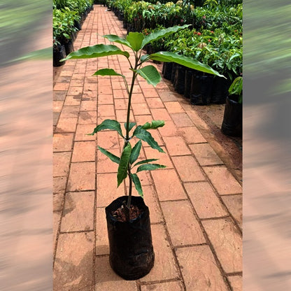 Vellai Kolomban Mango Aam Grafted Healthy Fruit Plant