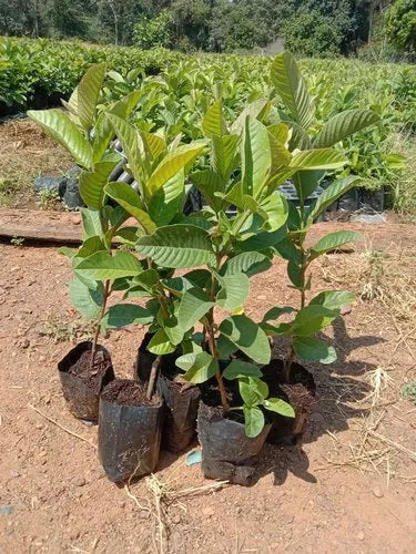Venezuelan Pink Guava Air Layered Healthy Fruit Plant