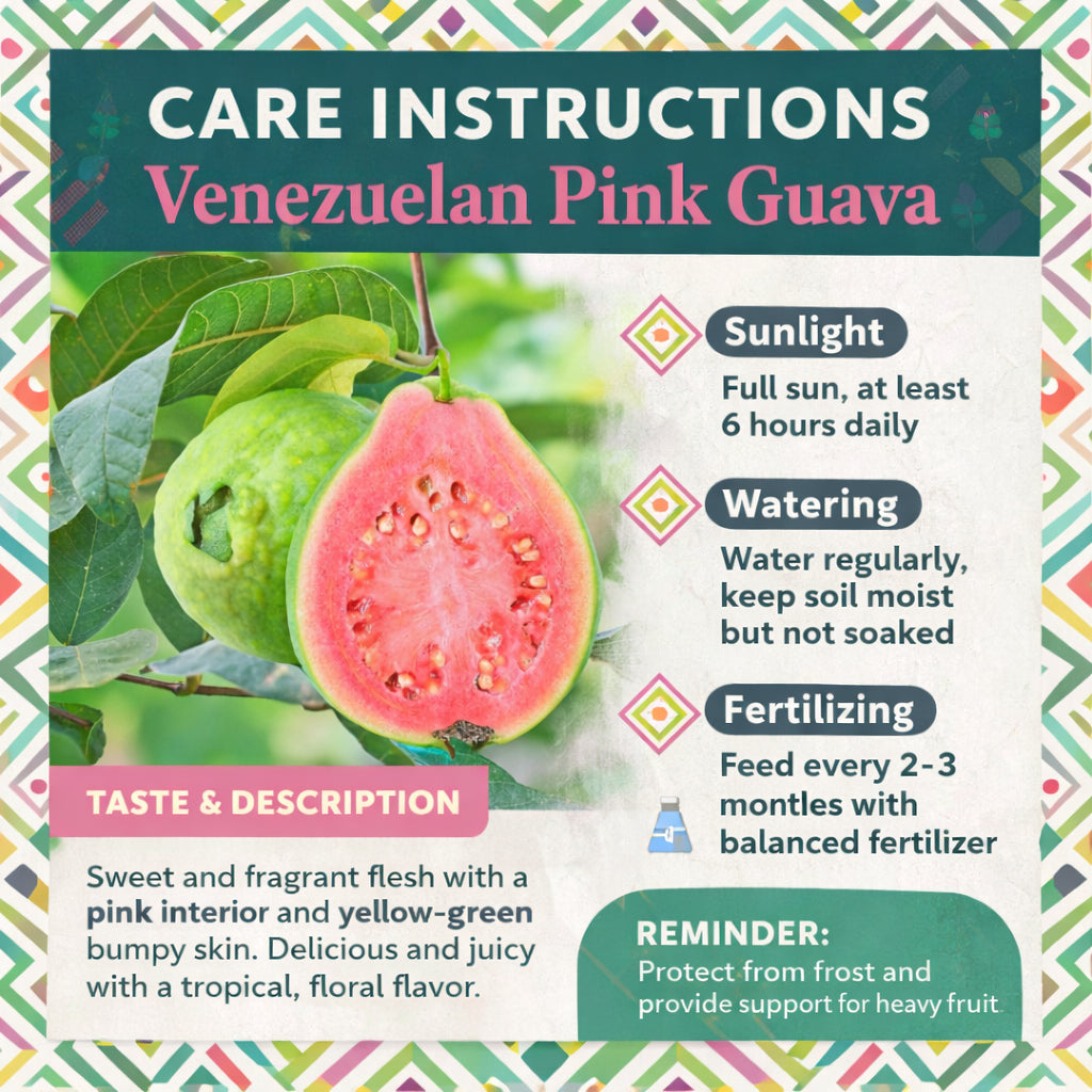 Venezuelan Pink Guava Air Layered Healthy Fruit Plant