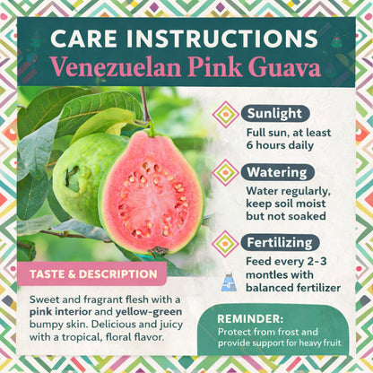 Venezuelan Pink Guava Air Layered Healthy Fruit Plant