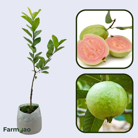 Verde Claro Guava Air Layered Healthy Fruit Plant