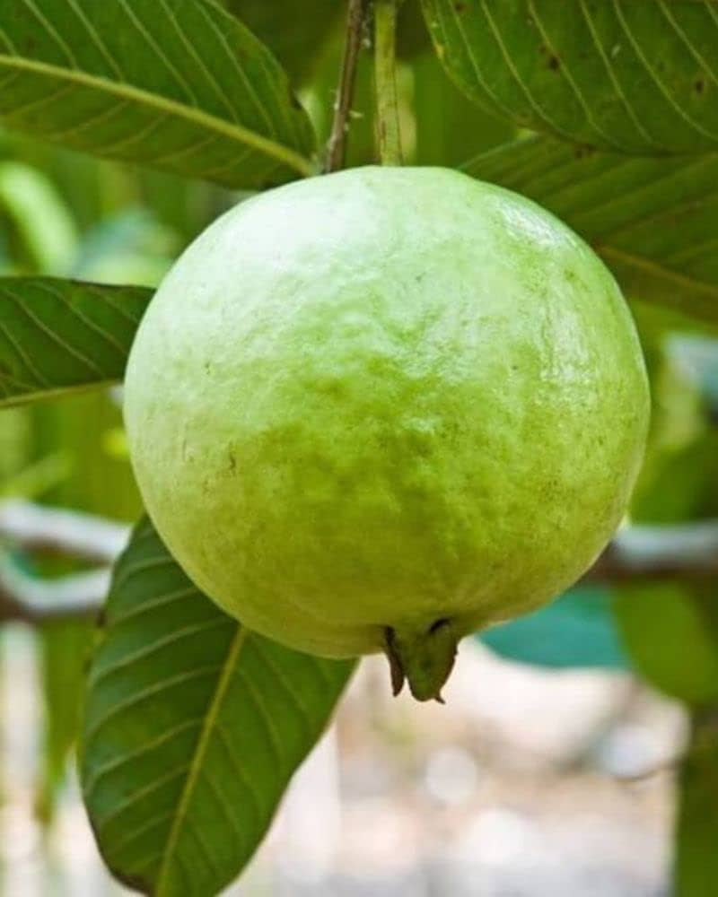 Verde Claro Guava Air Layered Healthy Fruit Plant