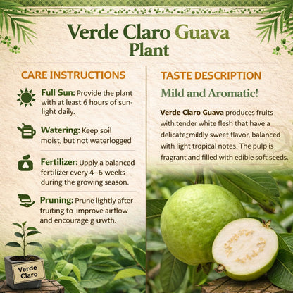 Verde Claro Guava Air Layered Healthy Fruit Plant