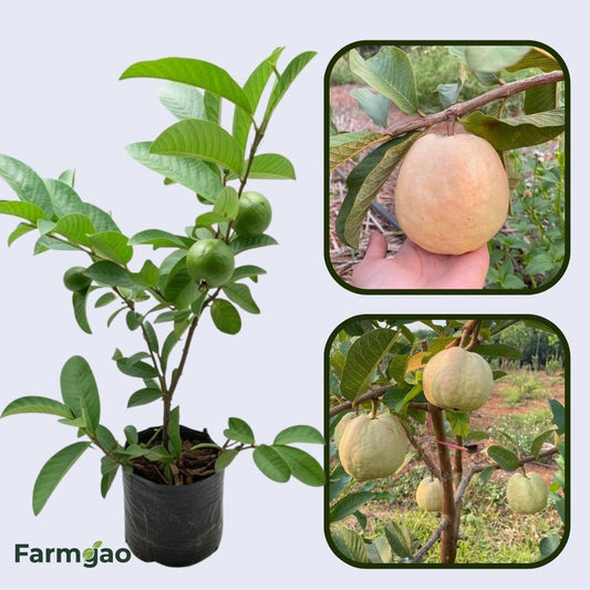 Vermelha Guava Air Layered Healthy Fruit Plant