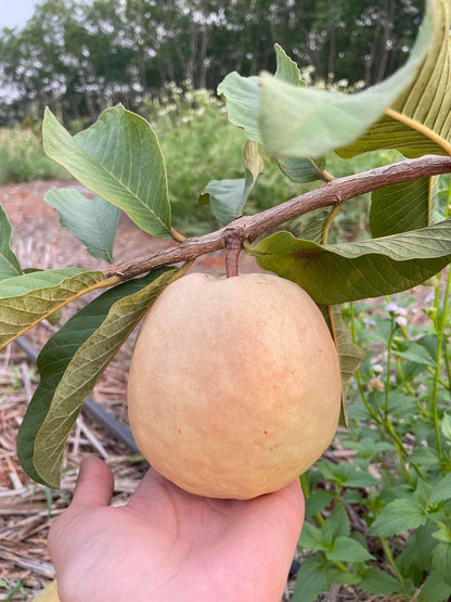 Vermelha Guava Air Layered Healthy Fruit Plant