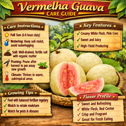Vermelha Guava Air Layered Healthy Fruit Plant