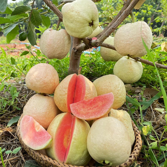 Vermelha Guava Air Layered Healthy Fruit Plant