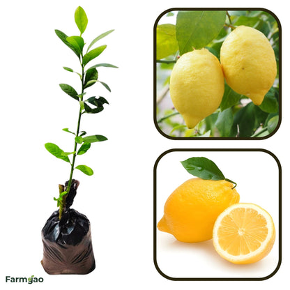 Verna Lemon Plant Live Nimbu Tree Kagzi Lemon Citrus Limon Fruit Plant