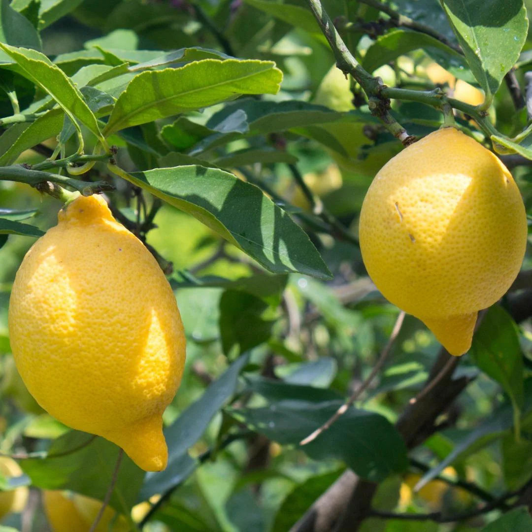 Verna Lemon Plant Live Nimbu Tree Kagzi Lemon Citrus Limon Fruit Plant