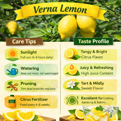 Verna Lemon Plant Live Nimbu Tree Kagzi Lemon Citrus Limon Fruit Plant