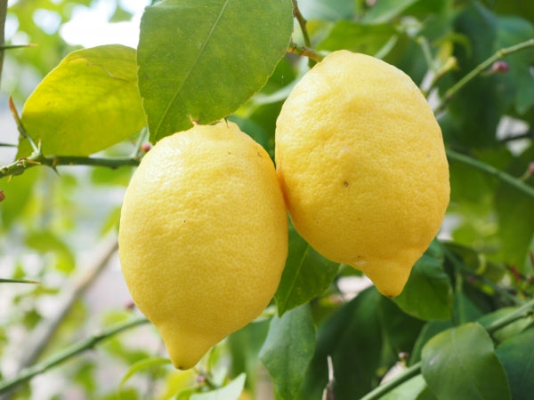 Verna Lemon Plant Live Nimbu Tree Kagzi Lemon Citrus Limon Fruit Plant