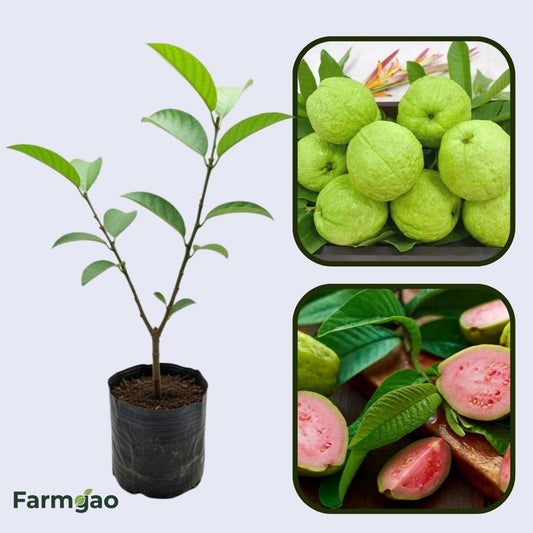 Vietnam Pink Guava Air Layered Healthy Fruit Plant
