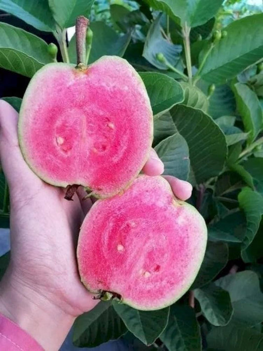 Vietnam Pink Guava Air Layered Healthy Fruit Plant