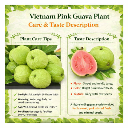 Vietnam Pink Guava Air Layered Healthy Fruit Plant