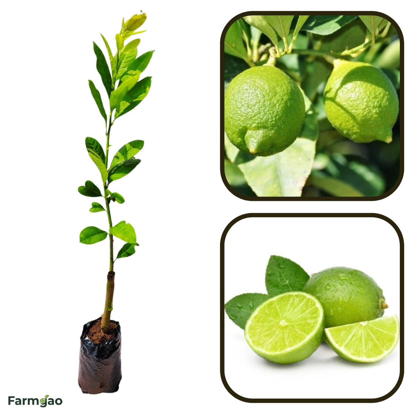 Vikram Acid Lime Plant Live Nimbu Tree Kagzi Lemon Citrus Limon Fruit Plant