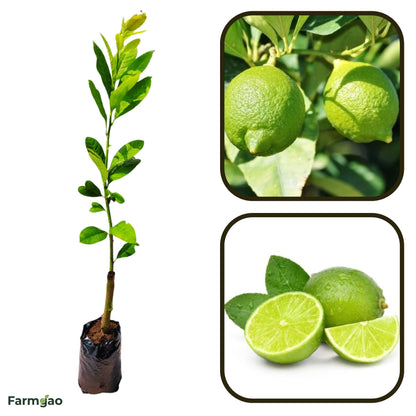 Vikram Acid Lime Plant Live Nimbu Tree Kagzi Lemon Citrus Limon Fruit Plant