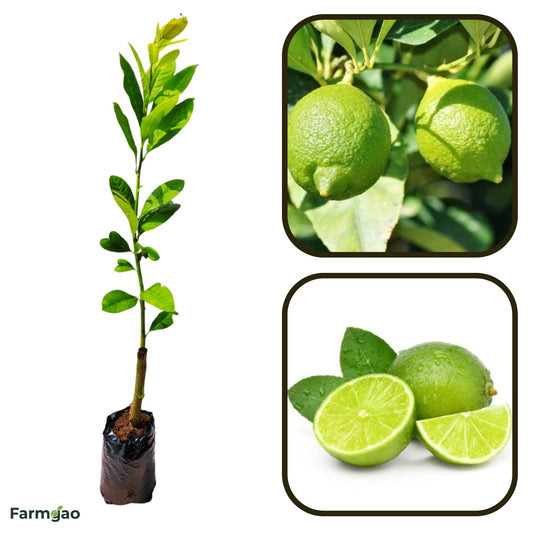Vikram Acid Lime Plant Live Nimbu Tree Kagzi Lemon Citrus Limon Fruit Plant