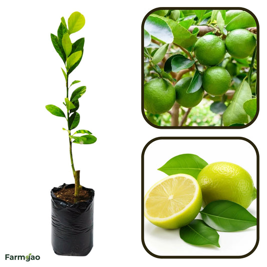 Villafranca Lemon Plant Live Nimbu Tree Kagzi Lemon Citrus Limon Fruit Plant